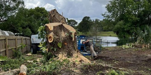 Land Clearing, Forestry Mulching, Brush Clearing, Lot Clearing, Tree Removal,Free Estimate Land Clearing, Forestry Mulching, Brush Clearing, Lot Clearing, Tree Removal,Free Estimate
