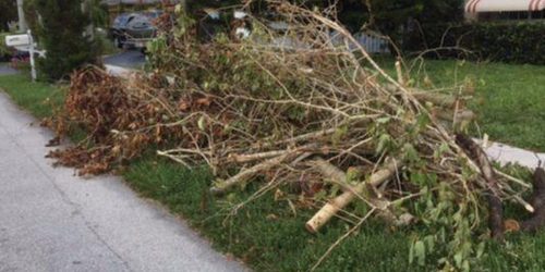 Lawn Clean Up, Brush Clean Up, Lawn Care