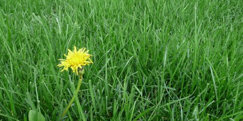 Lawn Aeration, Overseeding , Lawn Fertilization, Lawn Care, Lawn Mowing, Grass Cutting, Lawn Maintenance, Lawn Care Business